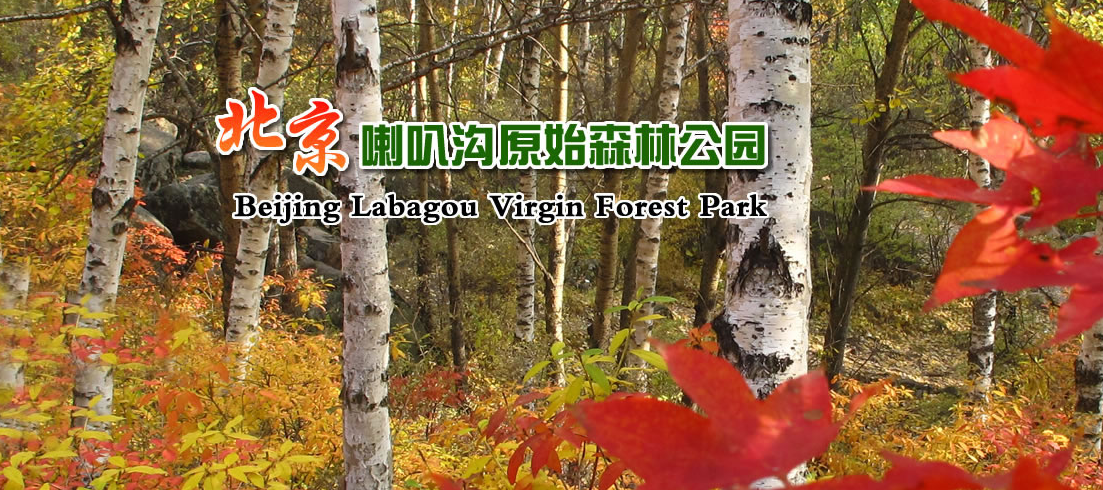 喇叭沟原始森林公园景点介绍.租车价格.指南.攻略